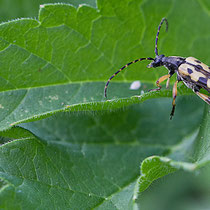 vierbindiger schmalbock - Leptura maculata