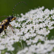 vierbindiger schmalbock - Leptura maculata