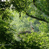 Nur noch der Storchenvater, denn nun haben sich beide Minis versteckt.     Foto: Ulrike Mose   10.06.2013.