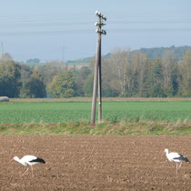 Jule + Georg auf einem Feld, zwischen Wabern + Zennern.   Foto: Ulrike Mose 