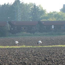 Paul + Pauline  auf einem Feld, zwischen Wabern + Niedermöllrich.    Foto: Ulrike Mose