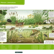 Pflanzen und Tiere im See