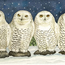 Schneeeulen