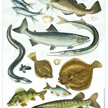 Fischposter für die Inselinformation Hiddensee