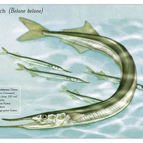 Hornfisch