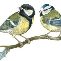 Kohl-und Blaumeise