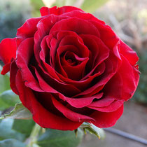 rote Rose, Symbol der Liebe