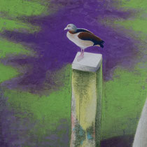 Canard, 56x71