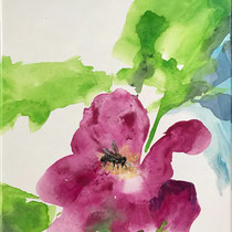 Biene auf Apfelrose. Aquarell und Öl auf Leinwand. 24 x 30 cm. 2023