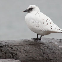 Svalbard, August 2012 © Robert Hansen