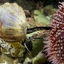 Eine Schnecke sucht erfolglos nach Nahrung © Robert Hansen