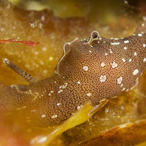 Die Nacktschnecke - ein gepunkteter Seehase - macht sich an Algen gütlich © Robert Hansen