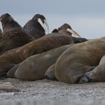 Svalbard, August 2012 © Robert Hansen