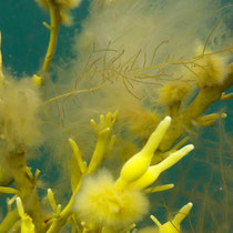 Algen knapp unter der Meeresoberfläche © Robert Hansen