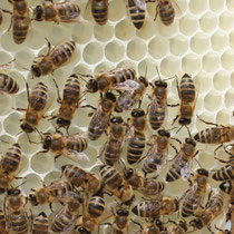 Bild: Bienen beim Wabenbau