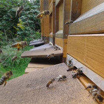 Bild: Bienen im Anflug vor dem Flugloch