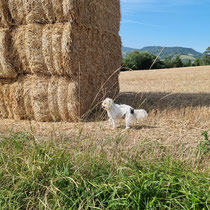 La saison des foins