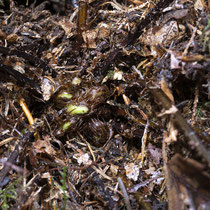 Rippenfarn  •  Struthiopteris spicant / Blechnum spicant. Im Februar aufgenommen. © Françoise Alsaker