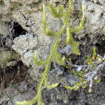 Einähriger Keulen-Bärlapp  •  Lycopodium clavatum subsp. monostachyon. Motta Naluns.  © Muriel Bendel
