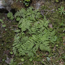 Berg-Blasenfarn  •  Cystopteris montana. Der Berg-Blasenfarn bildet lockere Rosetten oder wächst rasig.  © Françoise Alsaker