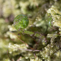 Zerbrechlicher Blasenfarn  •  Cystopteris fragilis.  © Françoise Alsaker