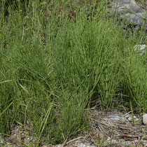 Acker-Schachtelhalm  •  Equisetum arvense. Sterile Sprosse.  © Françoise Alsaker