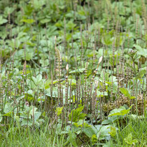 Wiesen-Schachtelhalm  •  Equisetum pratense. Junge sterile und fertile Sprosse des Wiesen-Schachtelhalms. © Françoise Alsaker