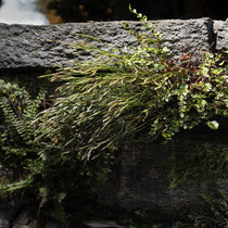 Deutscher Streifenfarn  Asplenium × alternifolium nothosubsp. heufleri. Hier mit seinen Eltern: Nordischer Streifenfarn (A. septentrionale, Mitte) und Braunstieliger Streifenfarn (A. trichomanes subsp. quadrivalens, links). © Françoise Alsaker