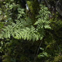 Zerbrechlicher Blasenfarn  •  Cystopteris fragilis aggr.  © Françoise Alsaker