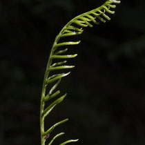 Rippenfarn  •  Struthiopteris spicant / Blechnum spicant. Junges fertiles Blatt. © Françoise Alsaker