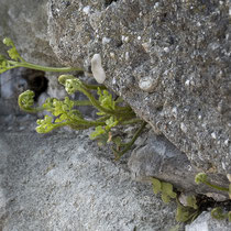 Mauerraute  •  Asplenium ruta-muraria. In der Berner Altstadt. © Françoise Alsaker