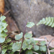 Braungrünstieliger Streifenfarn  •  Asplenium adulterinum. Im Winterhalbjahr fallen die Fiedern einzeln von der Blattspindel ab. © Muriel Bendel