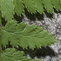 Dorniger Wurmfanr  •  Dryopteris carthusiana.  © Françoise Alsaker