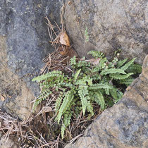 Braungrünstieliger Streifenfarn  •  Asplenium adulterinum. Der Braungrünstielige Streifenfarn besiedelt fast ausschließlich Serpentin- und Magnesitfelsen. © Muriel Bendel