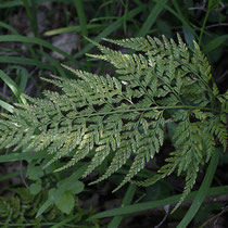 Spitzer Streifenfarn  •  Asplenium onopteris.  © Andreas Gygax