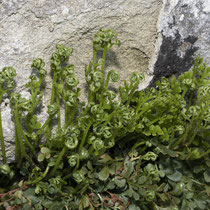 Mauerraute  •  Asplenium ruta-muraria. Im Frühling heben sich die hellgrünen neuen Blätter deutlich von den dunkelgrünen letztjährigen ab. © Françoise Alsaker