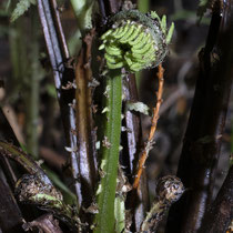 Straußfarn  •  Matteuccia struthiopteris. Junges fertiles Blatt. © Françoise Alsaker