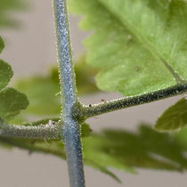 Ruprechtsfarn  •  Gymnocarpium robertianum. Blattstiel, Blattspreite, Blatt- und Fiederspindel sind dicht mit Drüsen bedeckt. © Françoise Alsaker