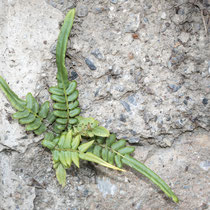 Gebänderter Saumfarn  •  Pteris vittata. Spontan etablierte Jungpflanze im Tessin. © Françoise Alsaker