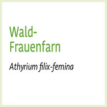 WALD-FRAUENFARN