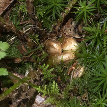 Dorniger Wurmfarn  •  Dryopteris carthusiana. Oktober. In der Rosette sind die jungen, eingerollten Bischofsstäbe des Dornigen Wurmfarns mit hellen Spreuschuppen bedeckt. © Françoise Alsaker