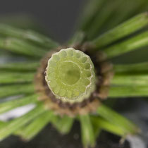 Riesen-Schachtelhalm  •  Equisetum telmateia. Bei den sterilen Sprossen nimmt die Zentralhöhle 1/2 bis 2/3 des Durchmessers des Sprossinternodiums ein. © Françoise Alsaker