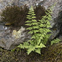 Zerbrechlicher Blasenfarn  •  Cystopteris fragilis aggr.  © Françoise Alsaker