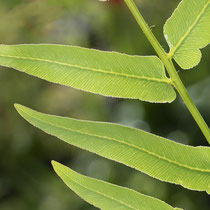 Königsfarn  •  Osmunda regalis. Die Blattnerven sind gabelig verzweigt und führen bis an den Fiederchenrand.  © Françoise Alsaker