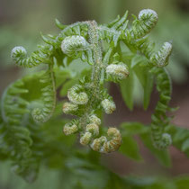 Adlerfarn  •  Pteridium aquilinum.  © Françoise Alsaker