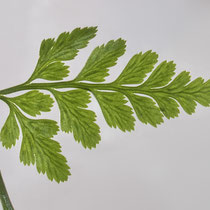 Schwarzstieliger Streifenfarn  •  Asplenium adiantum-nigrum.  © Françoise Alsaker