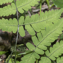 Eichenfarn  •  Gymnocarpium dryopteris. Blattstiel, Blattspreite, Blatt- und Fiederspindel sind kahl. © Françoise Alsaker