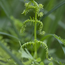 Sumpffarn  •  Thelypteris palustris. Bei diesem jungen fertilen Blatt sind die umgerollten Ränder der Abschnitte gut zu sehen. © Françoise Alsaker