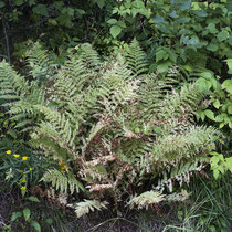 Wald-Frauenfarn  •  Athyrium filix-femina. In Trondheim, Norwegen aufgenommen. © Françoise Alsaker