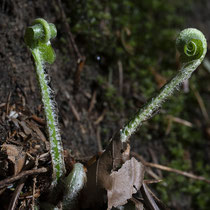 Hirschzunge  •  Asplenium scolopendrium / Phyllitis scolopendrium.  © Françoise Alsaker